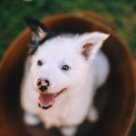Dog Wellness Starts with These 5 Simple Steps