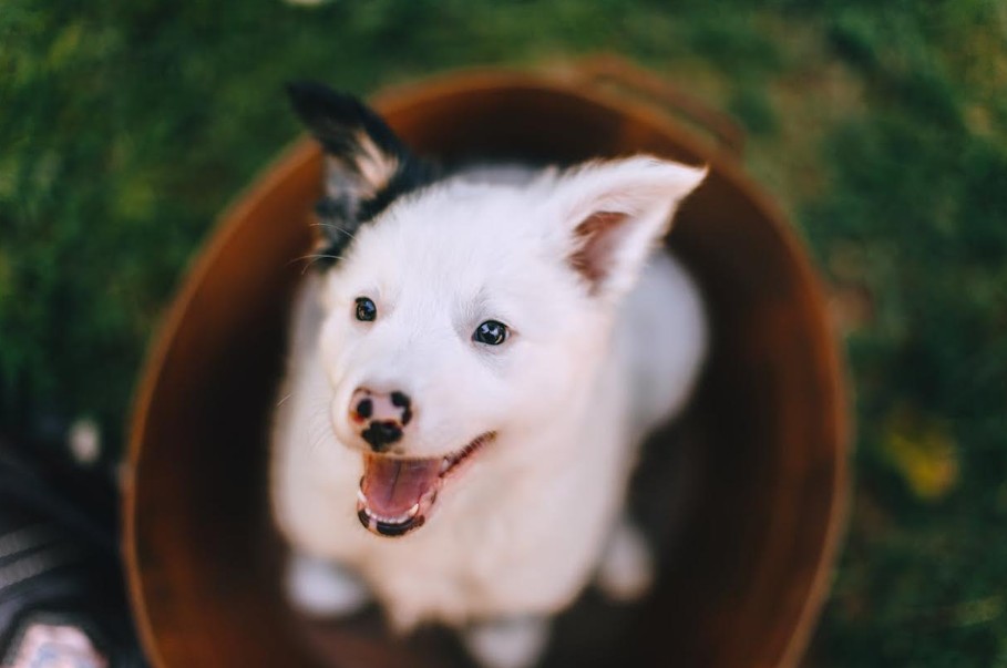 Dog Wellness Starts with These 5 Simple Steps